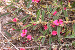 Indigofera linifolia var. linifolia